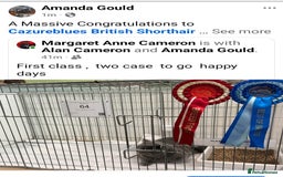 British Shorthair cats for sale: GCCF, KITTENS, STUDS, QUEENS, Blue Lilac Bi - Image 32