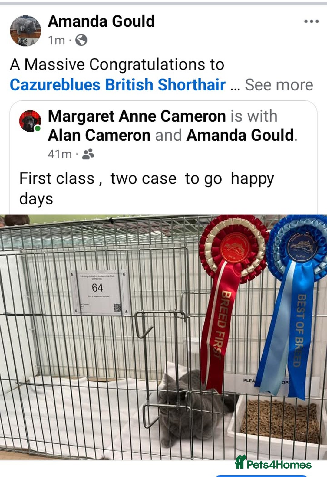 British Shorthair cats for sale: GCCF, KITTENS, STUDS, QUEENS, Blue Lilac Bi - Image 32