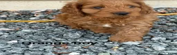 Cockapoo dogs for sale: Gorgeous red cockapoo - Advert 6