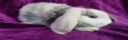 Mini Lion Lop rabbits for sale: Mini lion head lop  - Advert 31