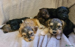 Cockapoo dogs for sale: Super Socialised F1 Cockapoo Puppies. DNA TESTED.  - Image 3