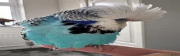 Budgerigars birds for sale: Hand Reared Exhibition Budgie - Advert 3