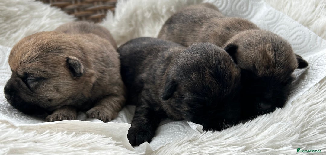 Cairn Terrier dogs for sale: CAIRN TERRIER PUPPIES - Image 4