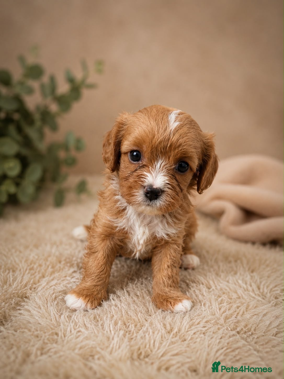 Cavapoo dogs F1 fox Red cavapoo  - Advert 1