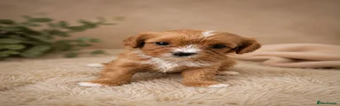 Cavapoo 6