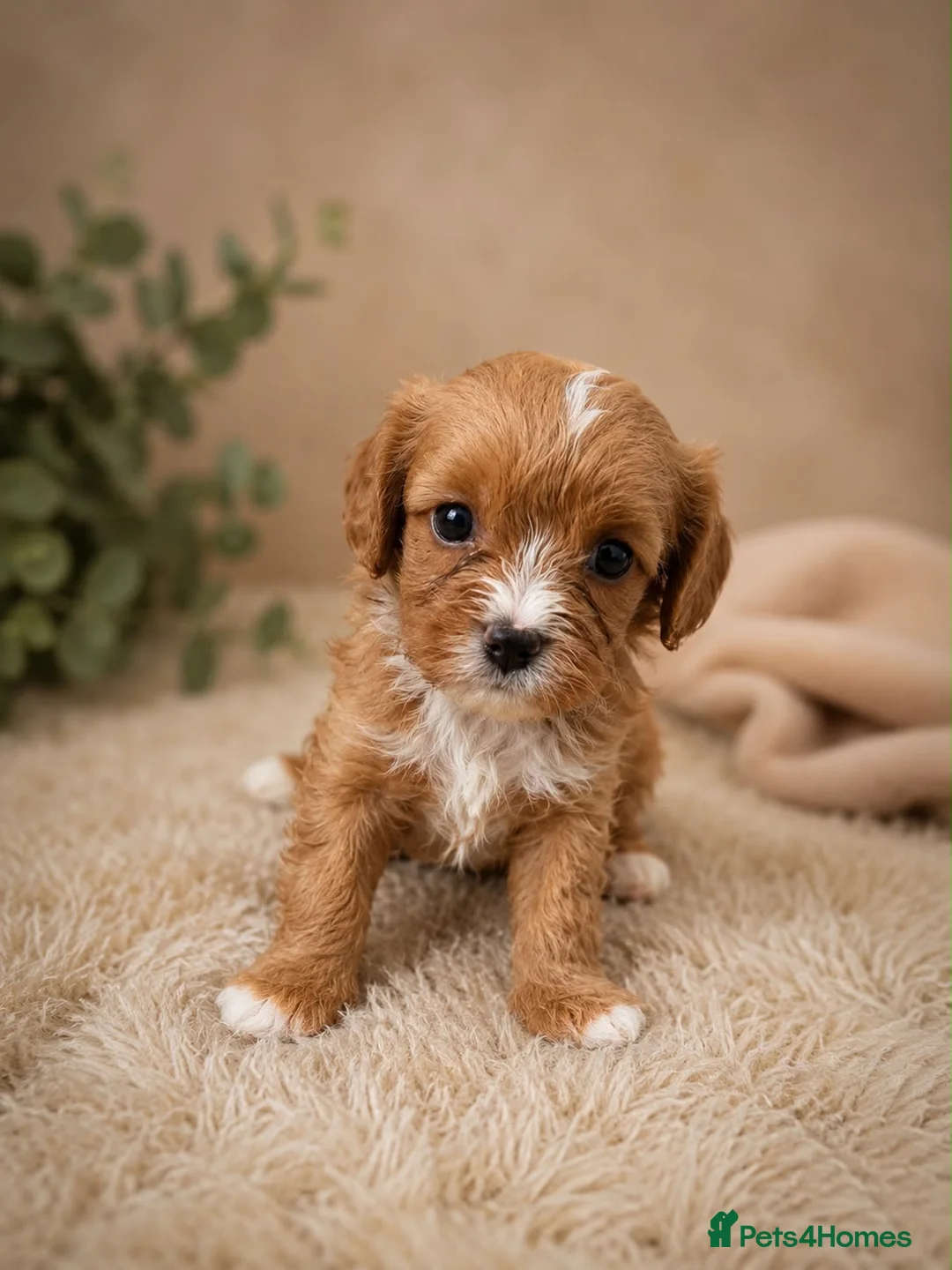 Cavapoo dogs for sale: F1 fox Red cavapoo  - Advert 1