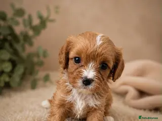 Cavapoo dogs F1 fox Red cavapoo - Advert 3