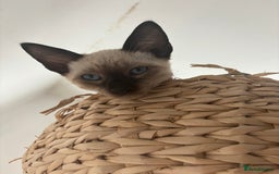 Siamese cats for sale: Playful Siamese Boys – Needs a Forever Family in Harpenden - Image 3