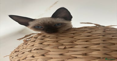 Siamese cats in Harpenden - Advert 11