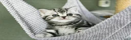 British Shorthair cats for sale: Stunning marble British shorthair kittens - Advert 4
