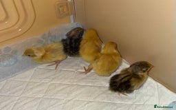 Quail poultry for sale: 2 day old quails £20 for all 5  - Image 4