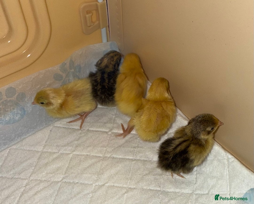 Quail poultry for sale: 2 day old quails £20 for all 5  - Image 4