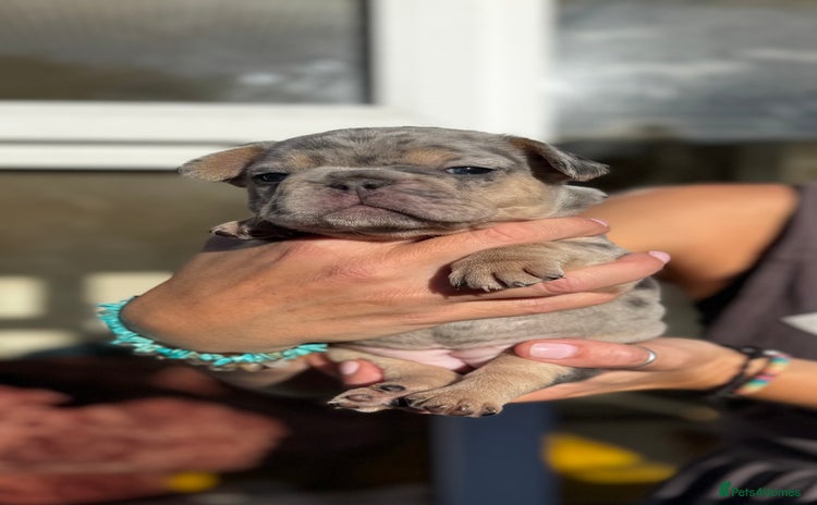 French Bulldog dogs - Advert 14