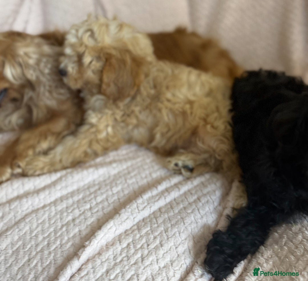 Cavapoo dogs for sale: Beautiful F1 Cavapoo boy & girl puppies - Image 11