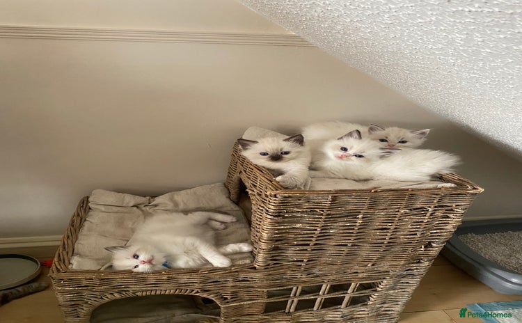 Ragdoll cats - Advert 16