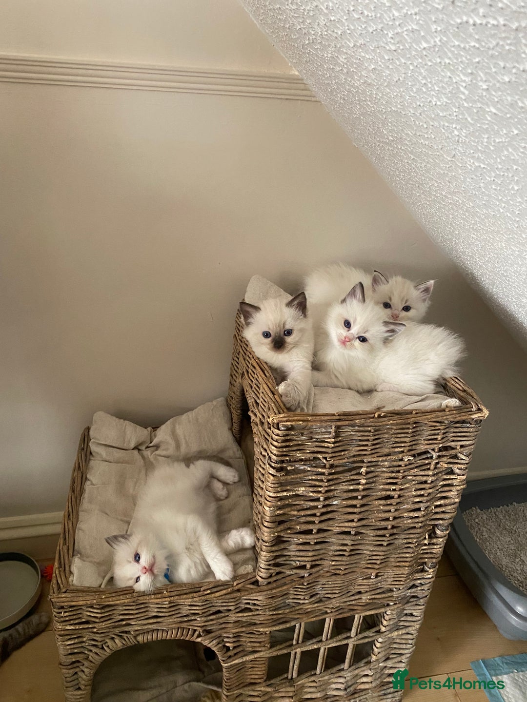 Ragdoll cats for sale: GCCF Seal point and bi colour Ragdoll Kittens - Image 6