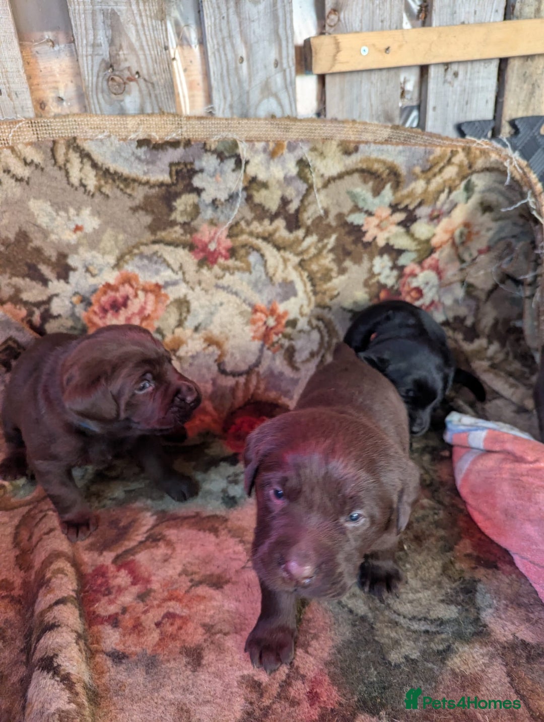 Labrador Retriever dogs for sale: Labrador puppies for sale (black and chocolate)  - Advert 6