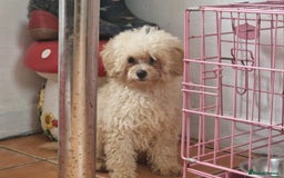 Cavapoo dogs for sale: Cavapoo  - Image 3