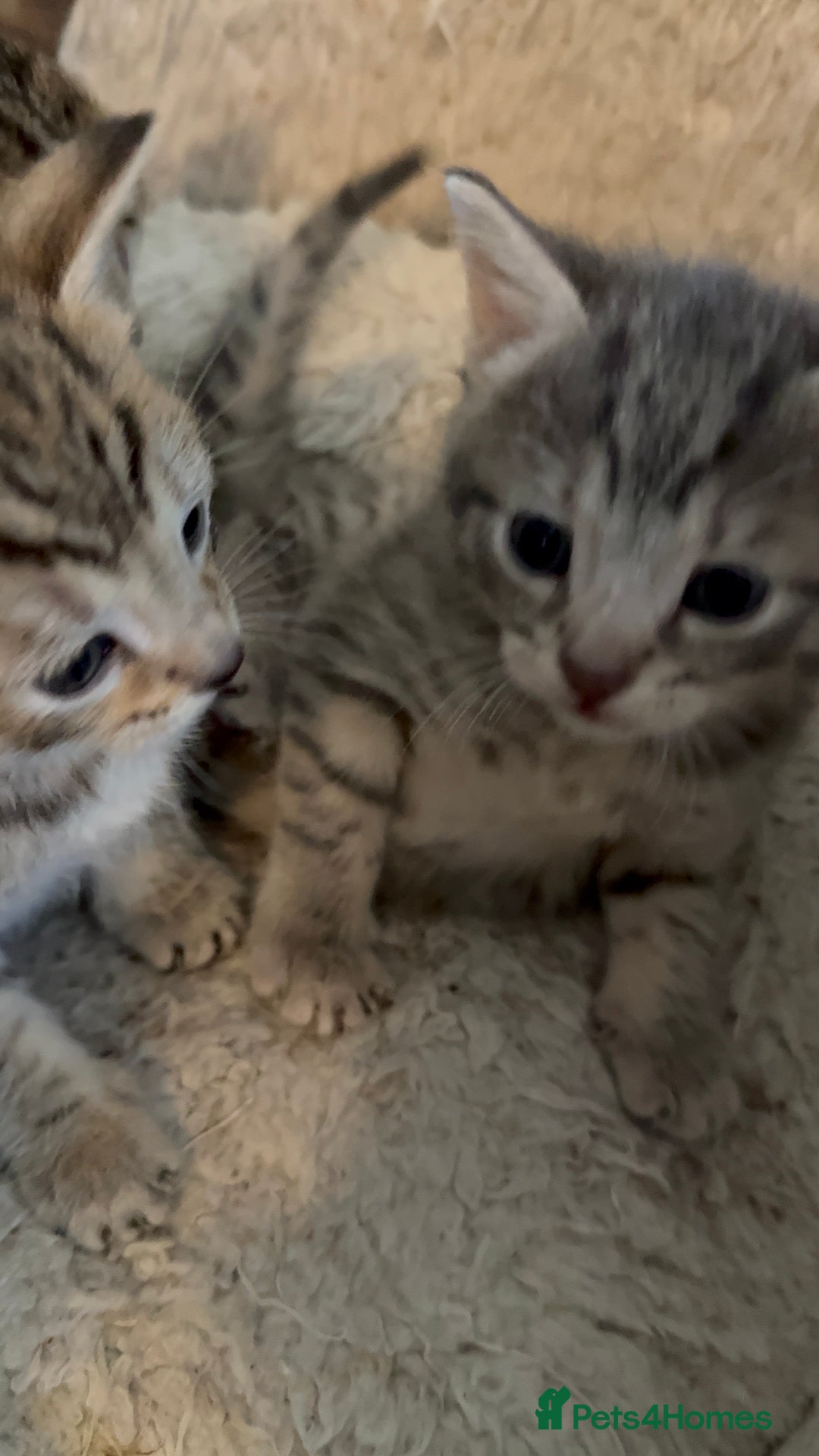 Savannah cats for sale: Beautiful little leopard Savannah  - Advert 5