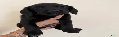 Cockerdor 5