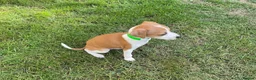 Italian Greyhound dogs for sale: Royal kennel club registered  - Advert 24