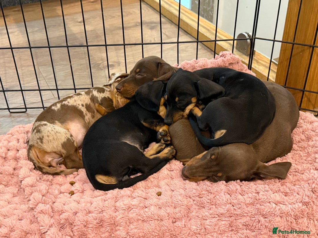 Miniature Dachshund dogs for sale: KC miniature dachshund puppies - Image 2