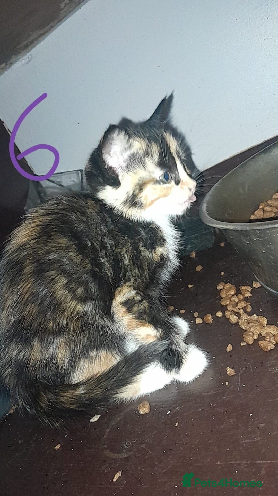 Mixed Breed cats for sale: Kittens for sale - Image 6