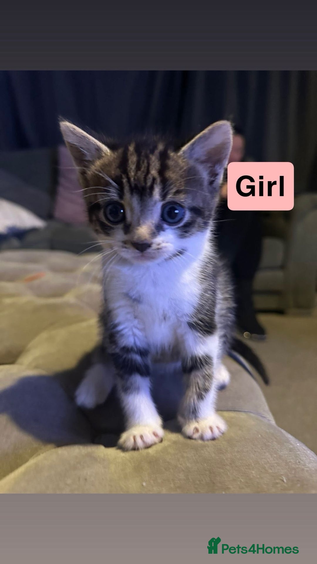 British Shorthair cats for sale: 5 Beatiful kittens - Advert 3