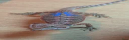 Bearded Dragon reptiles for sale: Stunning baby bearded dragons - Advert 4