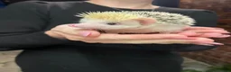 Pygmy Hedgehog rodents for sale: African Pygmy hedgehog  - Advert 8