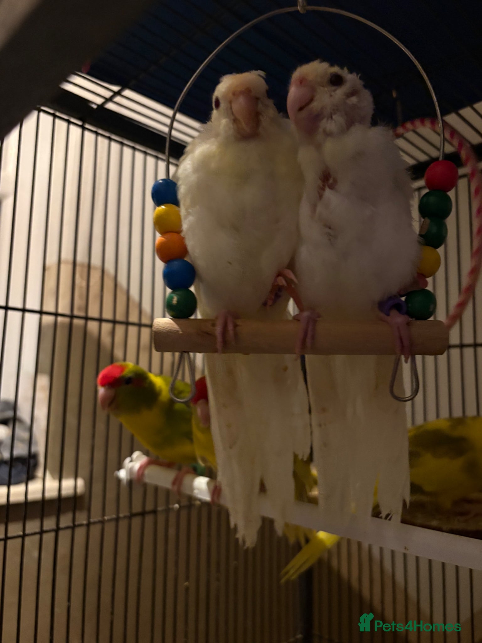Parakeets birds Hand reared and hand tame Kakariki - Advert 4