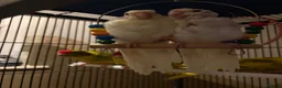 Parakeets birds for sale: Hand reared and hand tame Kakariki - Advert 1