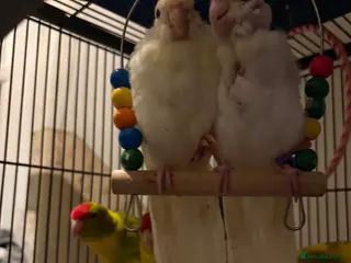 Parakeets birds Hand reared and hand tame Kakariki - Advert 4