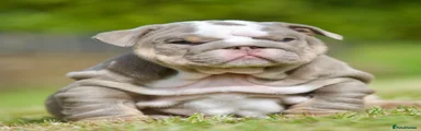English Bulldog Puppy 4