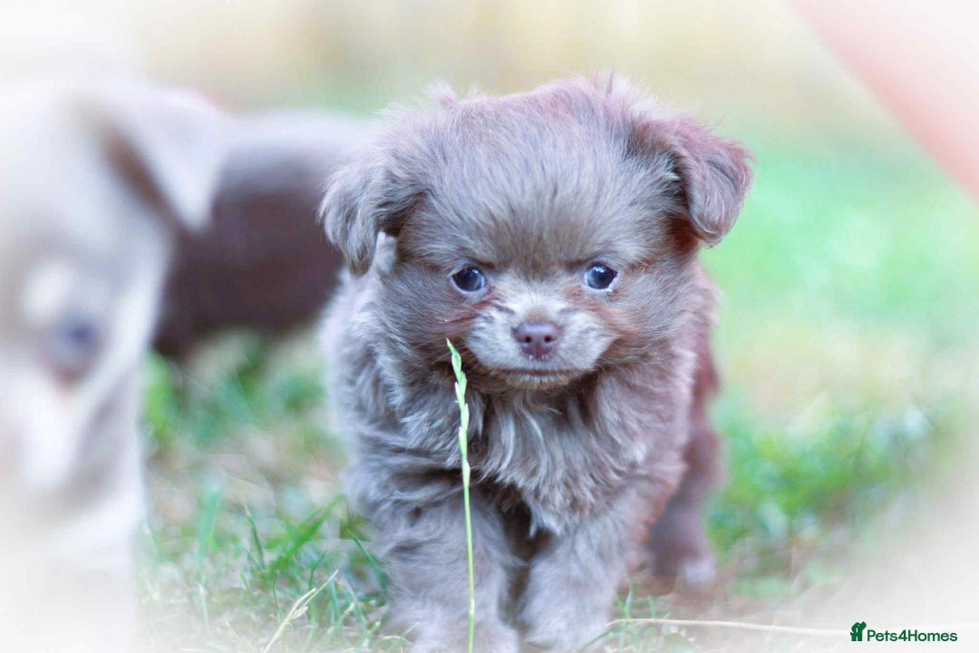 Chihuahua dogs for sale: Lilac chihuahua KC Registered Boys - Image 1