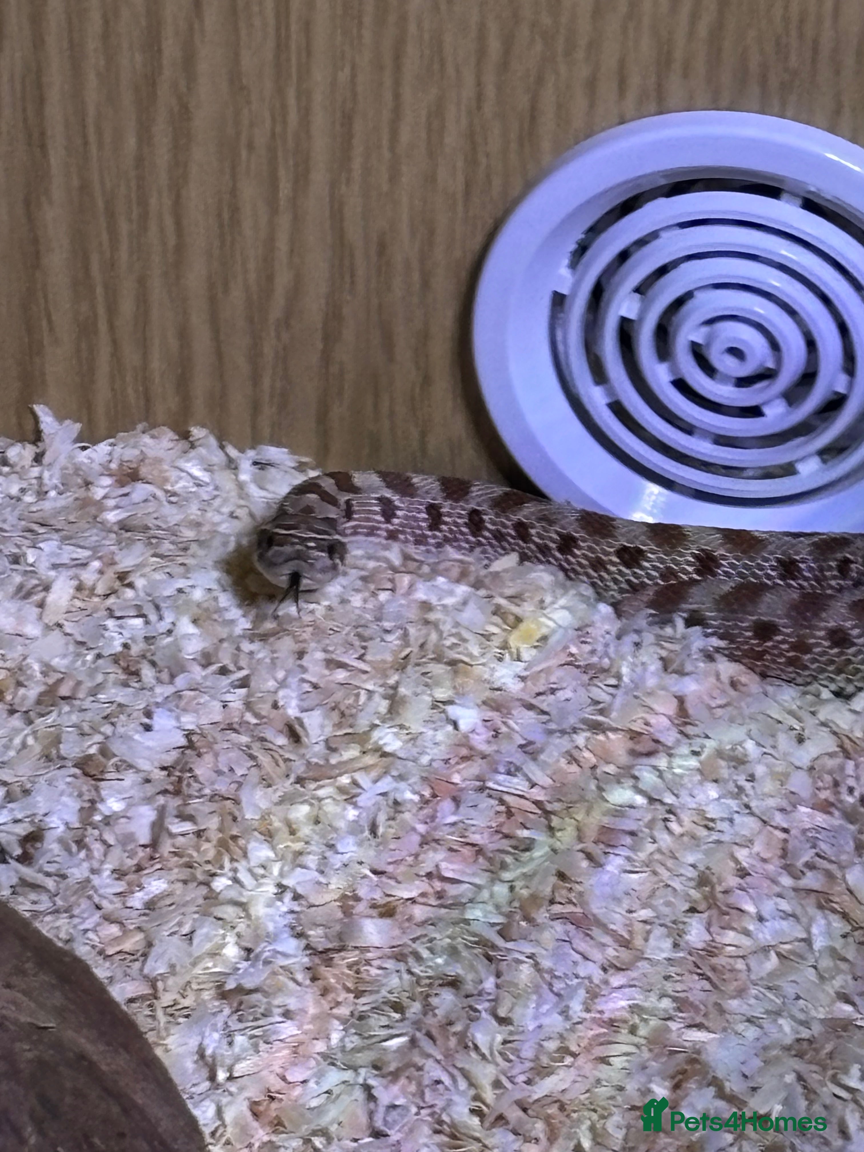 Mixed Breed reptiles Hognose snake baby and set up  - Advert 1