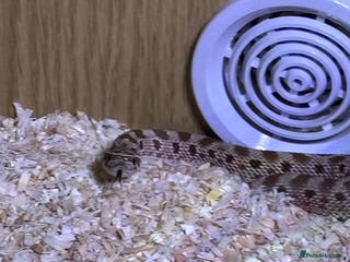 Mixed Breed reptiles Hognose snake baby and set up - Advert 1