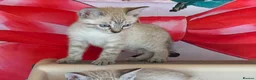 Bengal cats for sale: Blue eyed snow bengals  - Advert 8