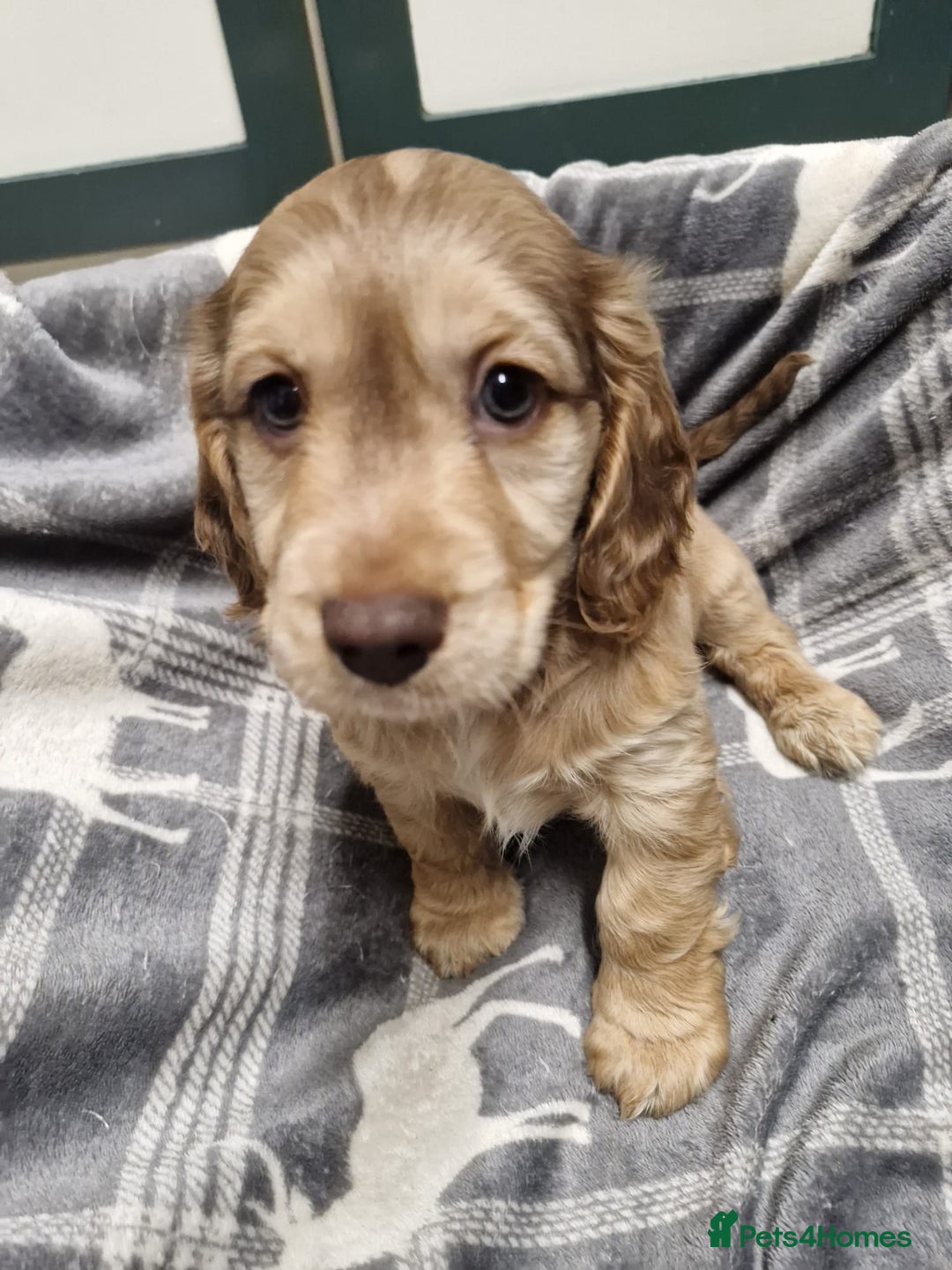 Cockapoo dogs for sale: Beautiful Cockerpoo puppies - Advert 6