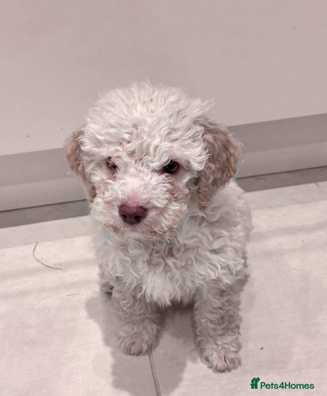 Lagotto Romagnolo dogs Lagotto romagnolo Puppies  - Advert 1