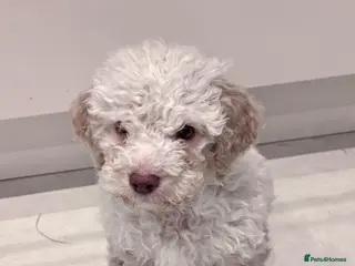 Lagotto Romagnolo dogs Lagotto romagnolo Puppies - Advert 1