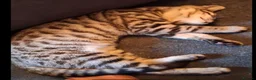 Bengal cats for sale: X2 bengal kittens 16 wks - Advert 10