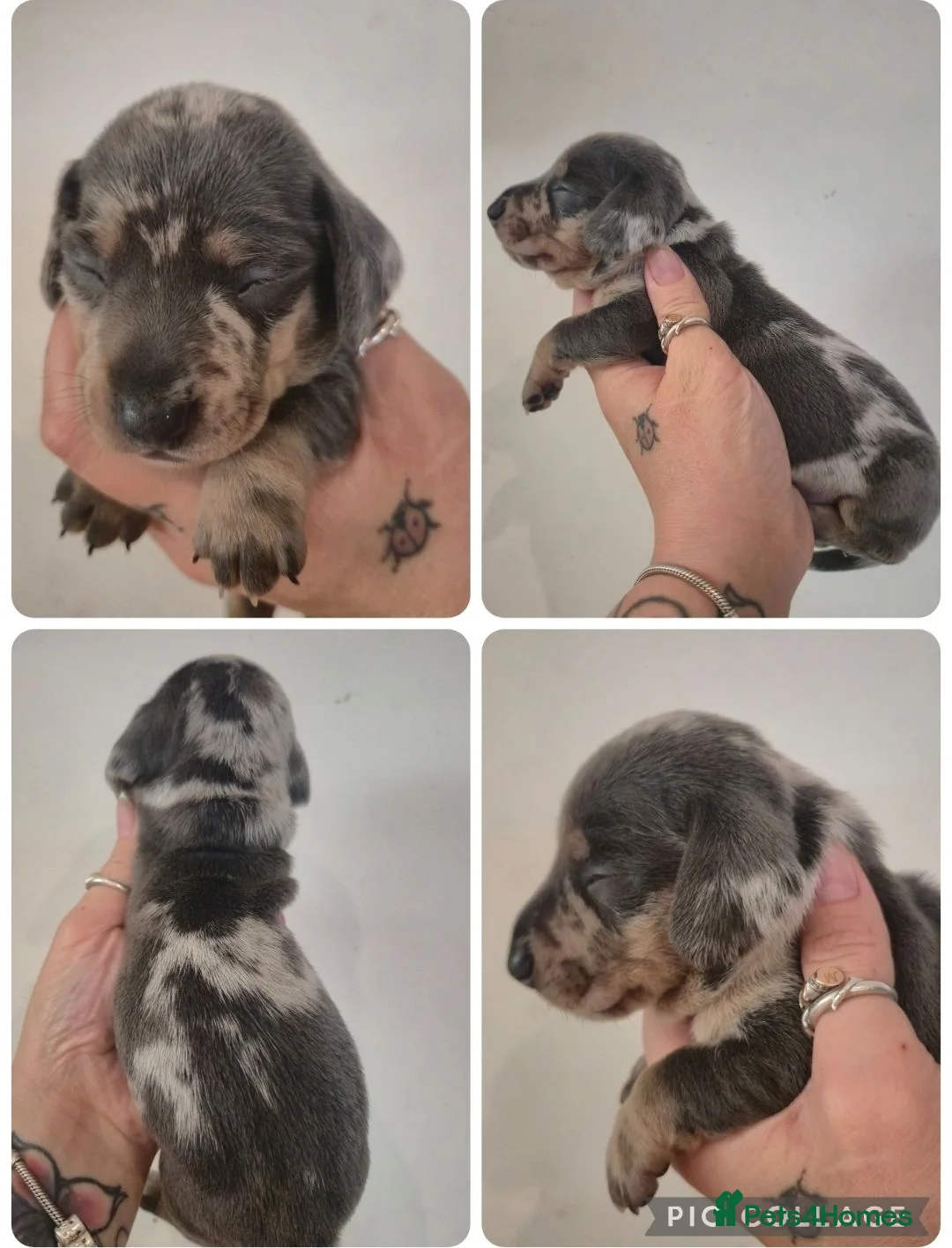 Miniature Dachshund dogs for sale:  PRA CLEAR MINIATURE DACHSHUND PUPPIES - Advert 2
