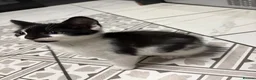 Mixed Breed cats for sale: 3 Beautiful Kittens Looking for Loving Homes  - Advert 7