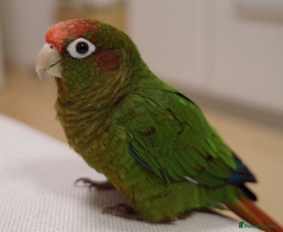 Conures birds Rose-Crowned Conures & Pearly Conure - Advert 1