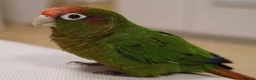 Conures birds for sale: Rose-Crowned Conures & Pearly Conure - Advert 1