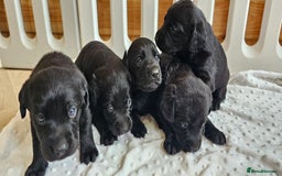 Labrador Retriever dogs for sale: 7 STUNNING BLACK LABRADOR PUPPIES - Image 14