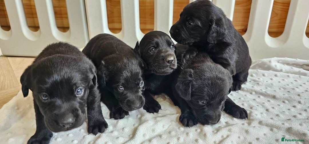 Labrador Retriever dogs for sale: 7 STUNNING BLACK LABRADOR PUPPIES - Image 14