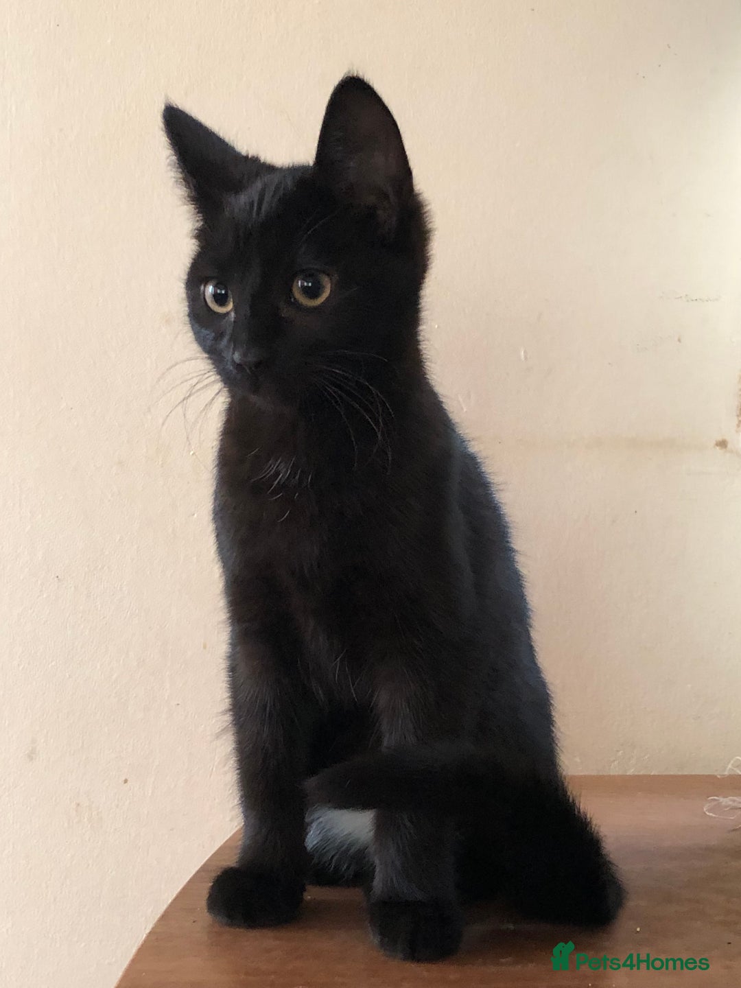 Mixed Breed cats for sale: Siamese/Maine Coon mix kittens. 2 girls, 2 boys - Advert 3