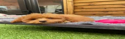 Cockapoo dogs for sale: Tiny Toy F1B Cockapoos. FULLY VAX’D! LAST 2 BOYS!! - Advert 13
